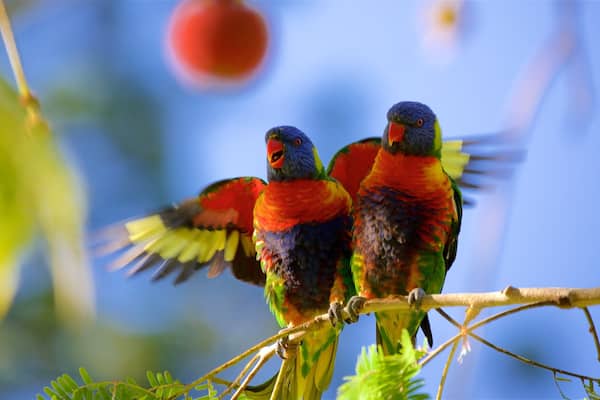 Rockhampton Botanic Gardens and Zoo