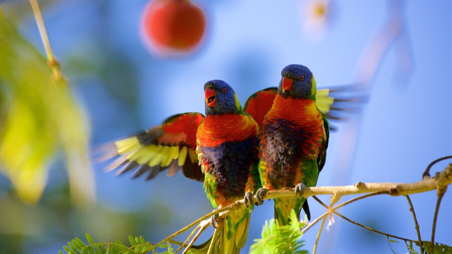 Rockhampton Botanic Gardens and Zoo