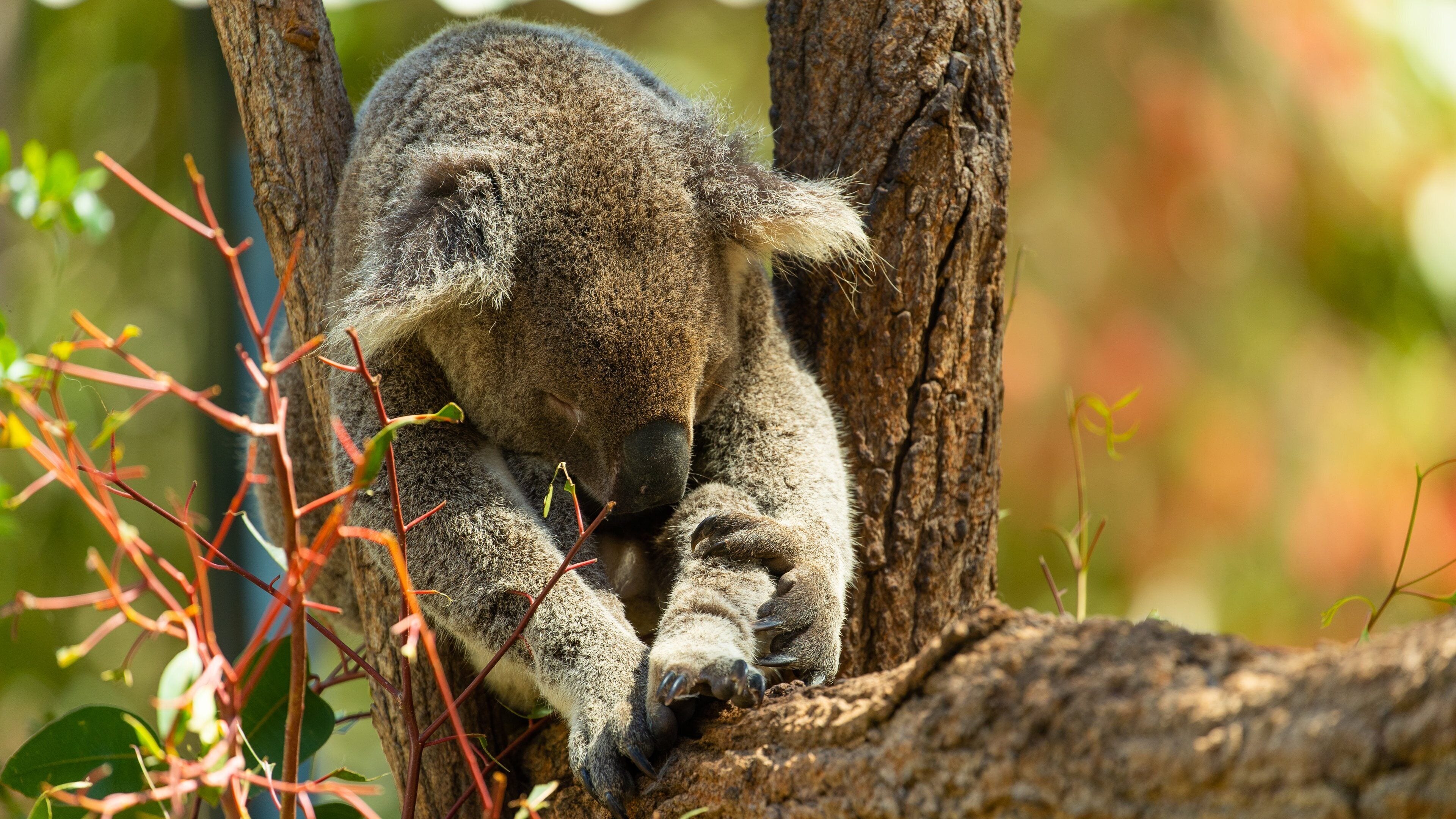 Rockhampton Botanic Gardens and Zoo which includes cuddly or friendly animals and zoo animals