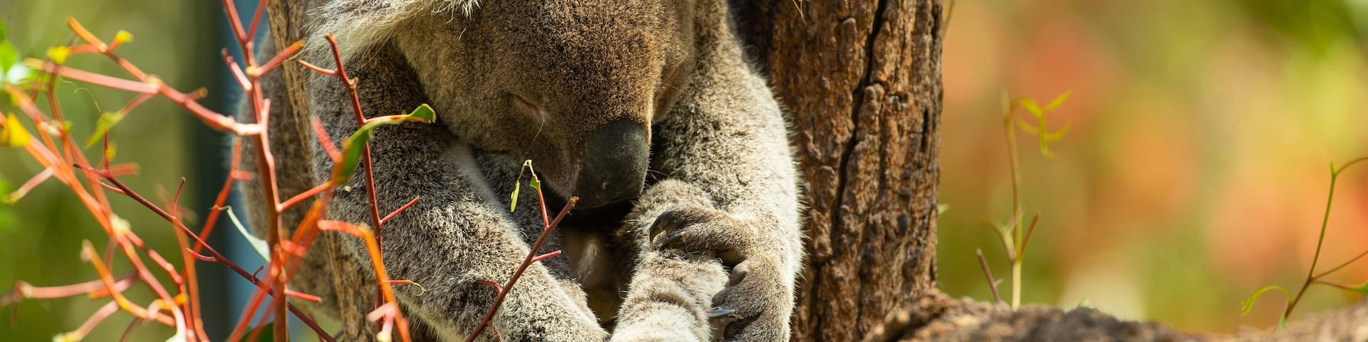 Rockhampton Botanic Gardens and Zoo which includes cuddly or friendly animals and zoo animals