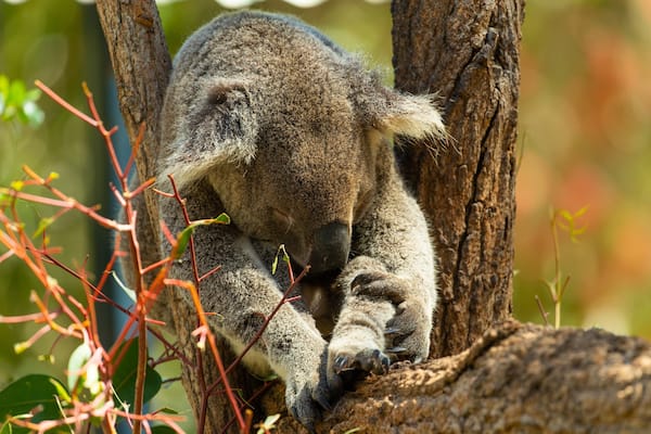 Rockhampton Botanic Gardens and Zoo which includes cuddly or friendly animals and zoo animals