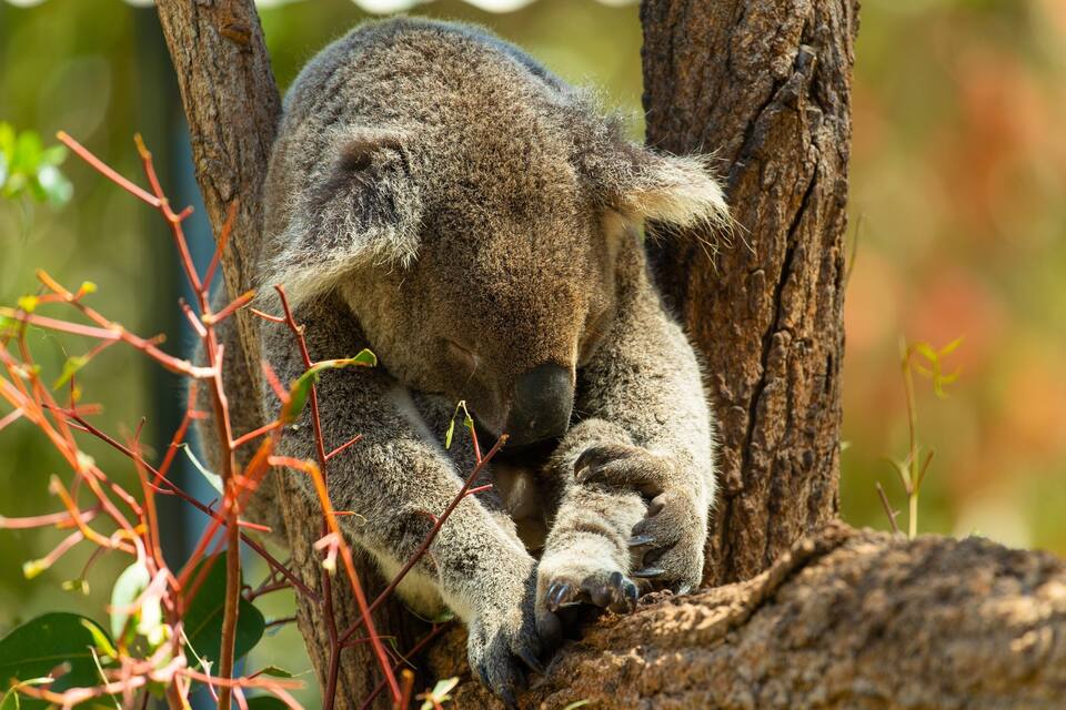 Un koala descansando en una rama de árbol.