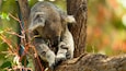Rockhampton Botanic Gardens and Zoo which includes cuddly or friendly animals and zoo animals