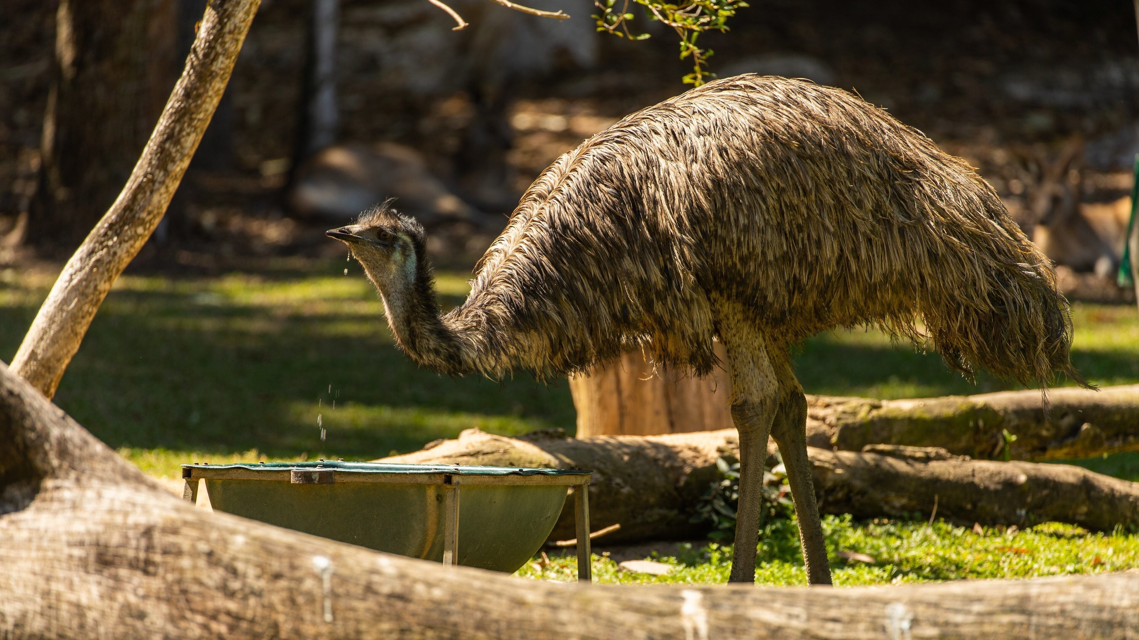 An emu in a grassy enclosure with a feeding trough.