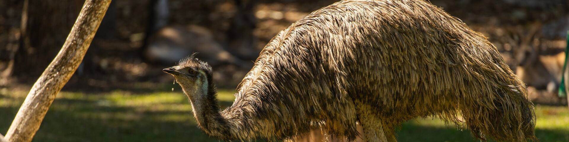 An emu in a grassy enclosure with a feeding trough.