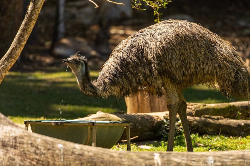 An emu in a grassy enclosure with a feeding trough.