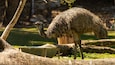 An emu in a grassy enclosure with a feeding trough.