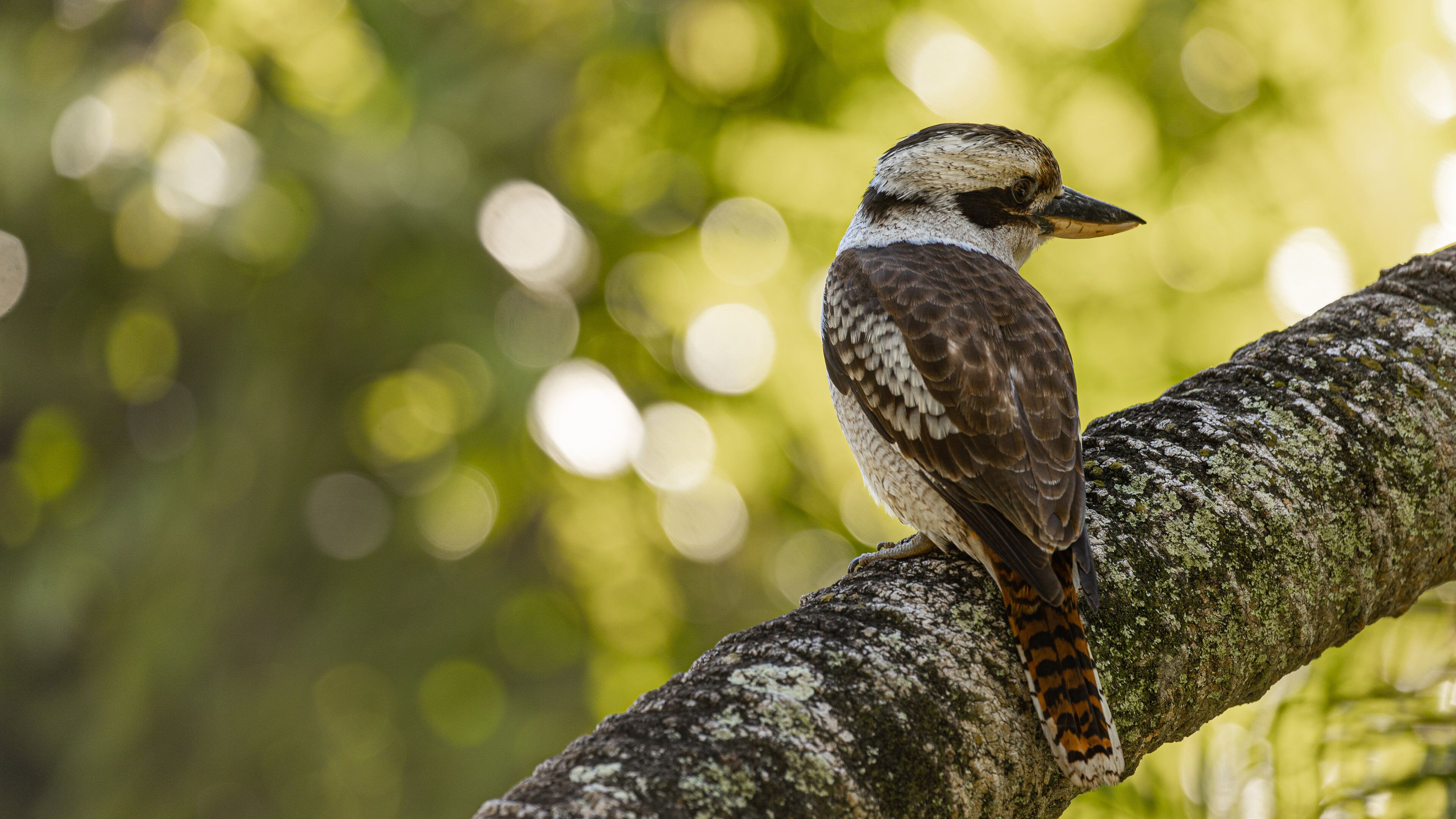 Rockhampton Botanic Gardens and Zoo which includes bird life