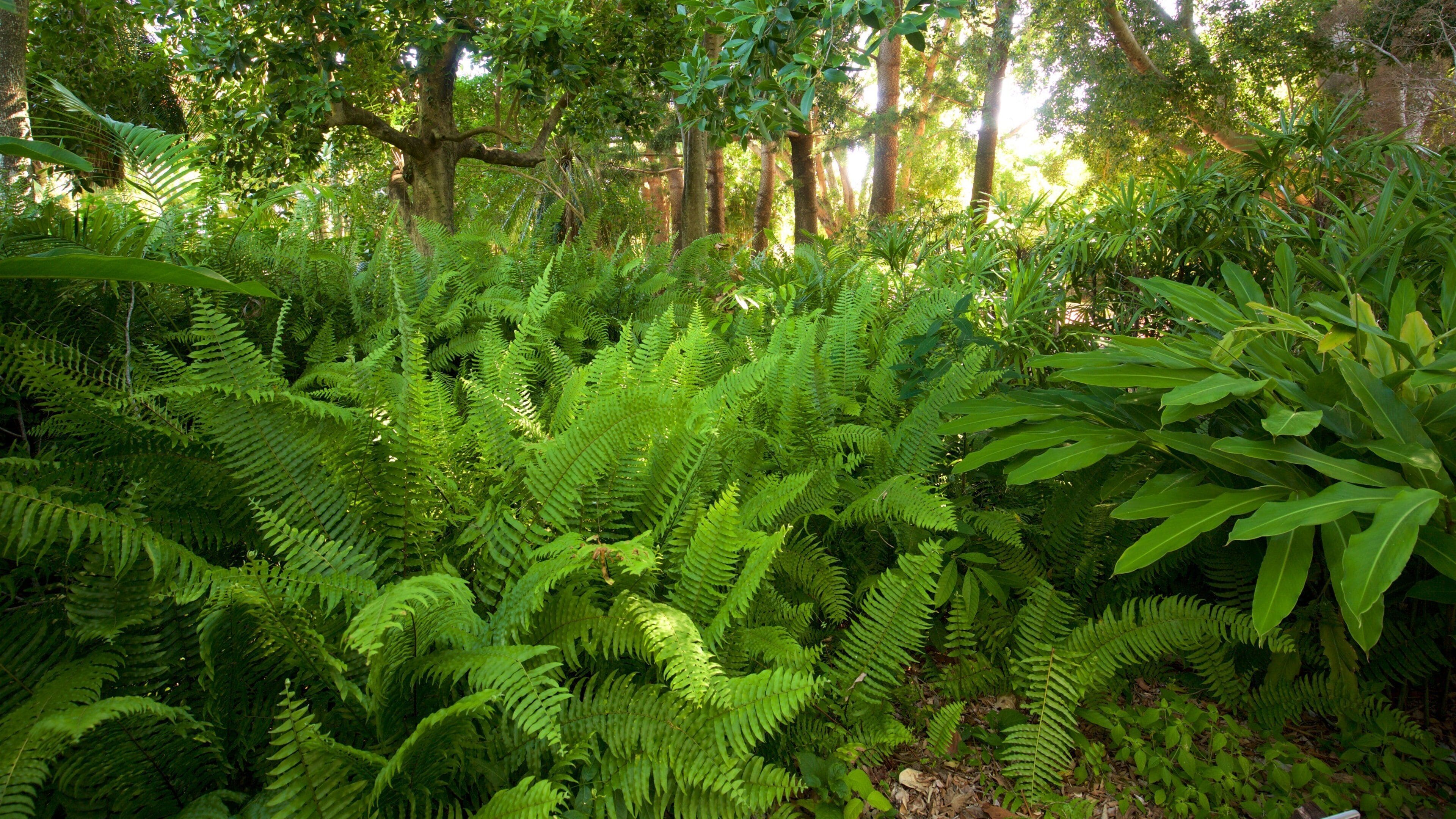 Rockhampton Botanic Gardens and Zoo