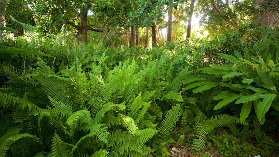 Rockhampton botaniske hage og dyrehage fasiliteter samt tropisk landskap og park
