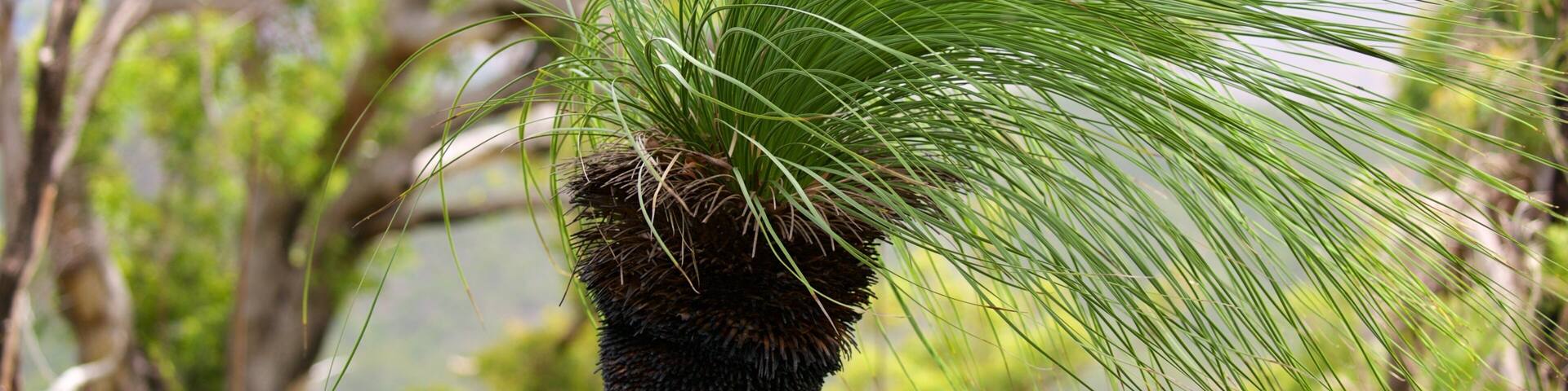 Mount Archer National Park