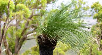 Mount Archer National Park