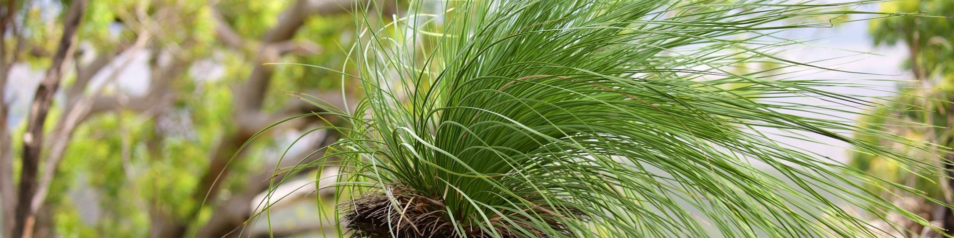 Parque Nacional Mount Archer caracterizando florestas