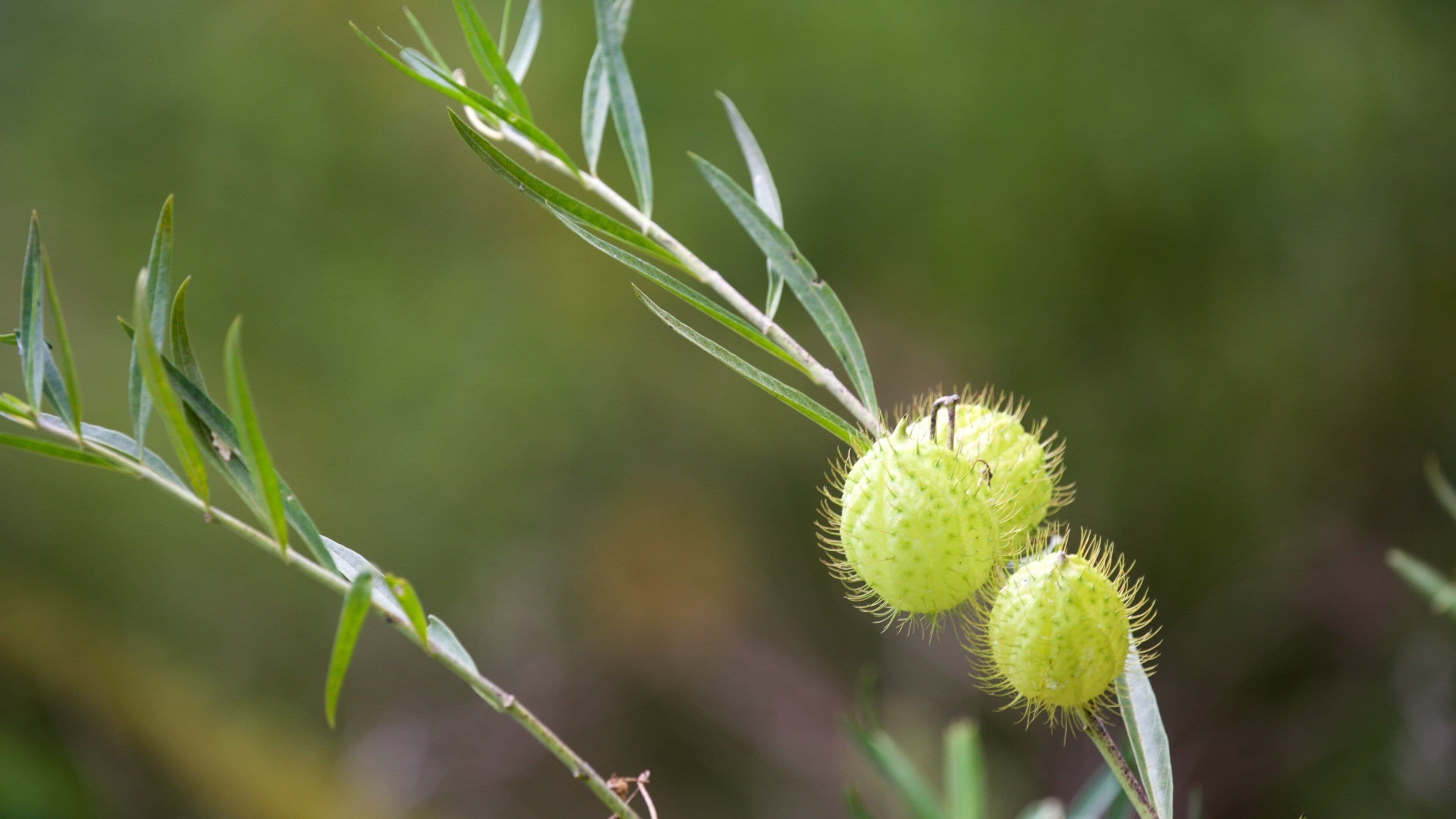 マウント アーチャー 国立公園