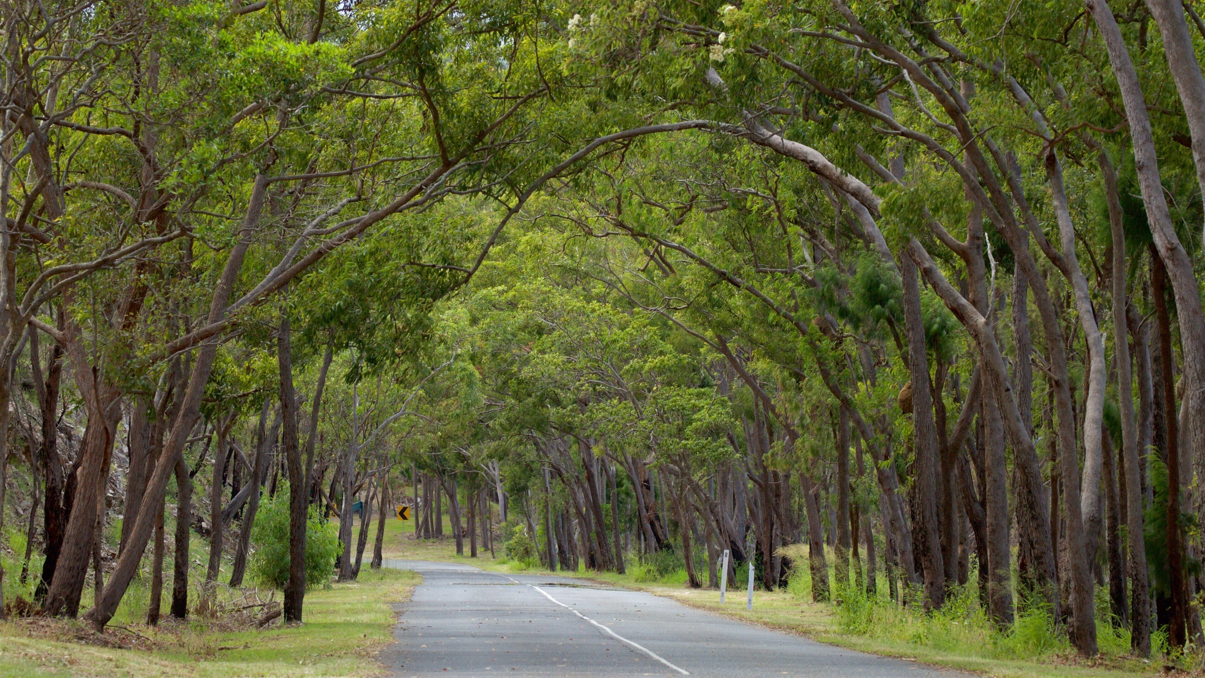 Mount Archer National Park featuring forests