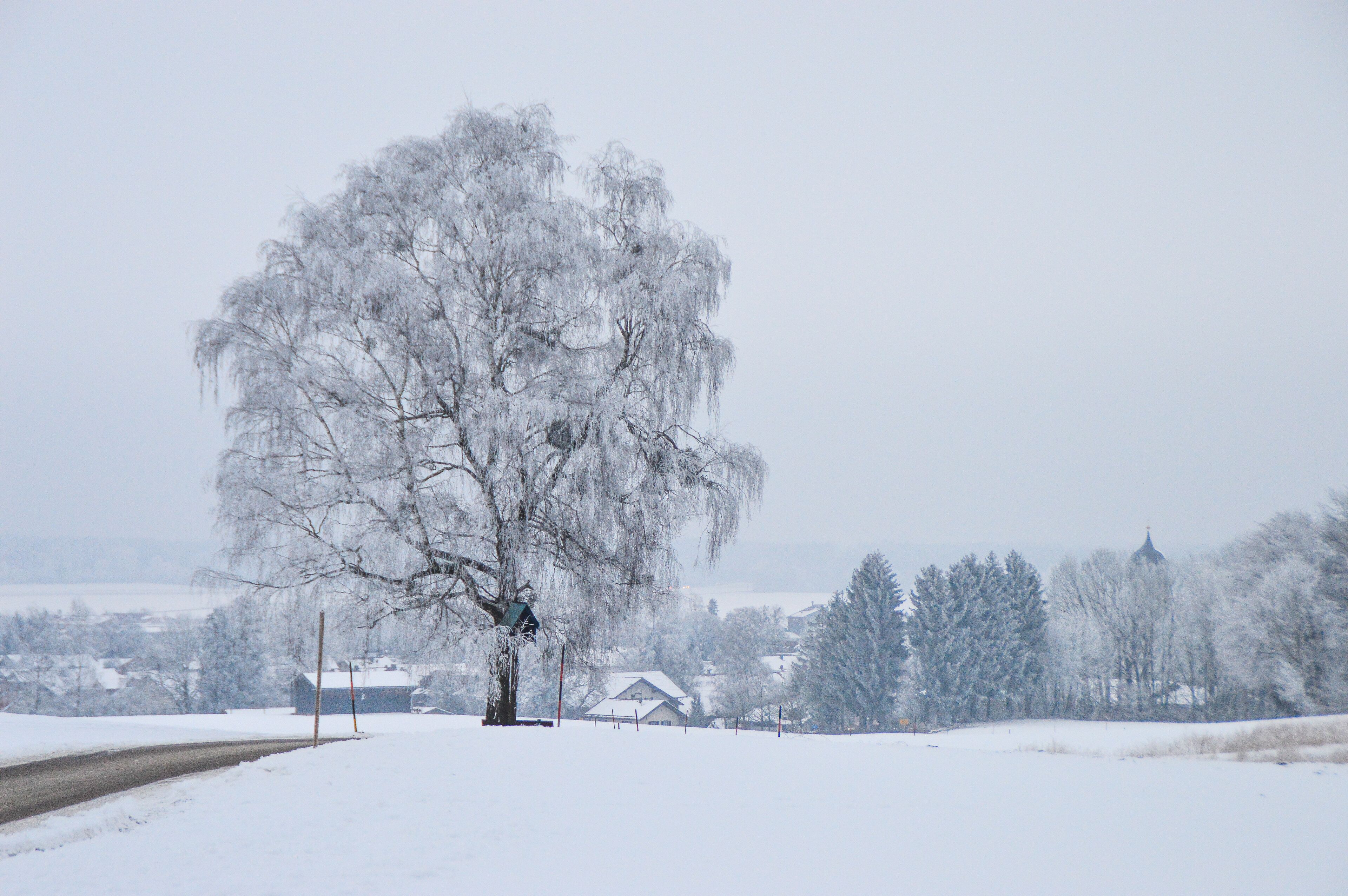 A snow-covered landscape with a large tree in the foreground and houses in the background.