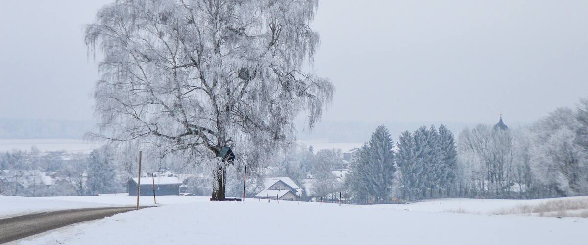 A snow-covered landscape with a large tree in the foreground and houses in the background.