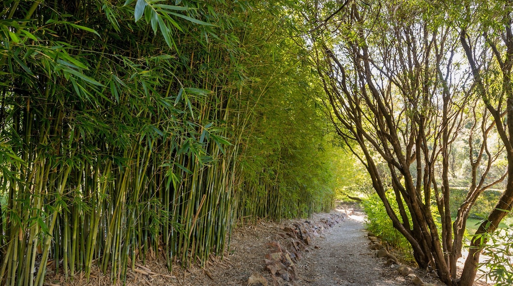 Botanical Gardens showing a garden