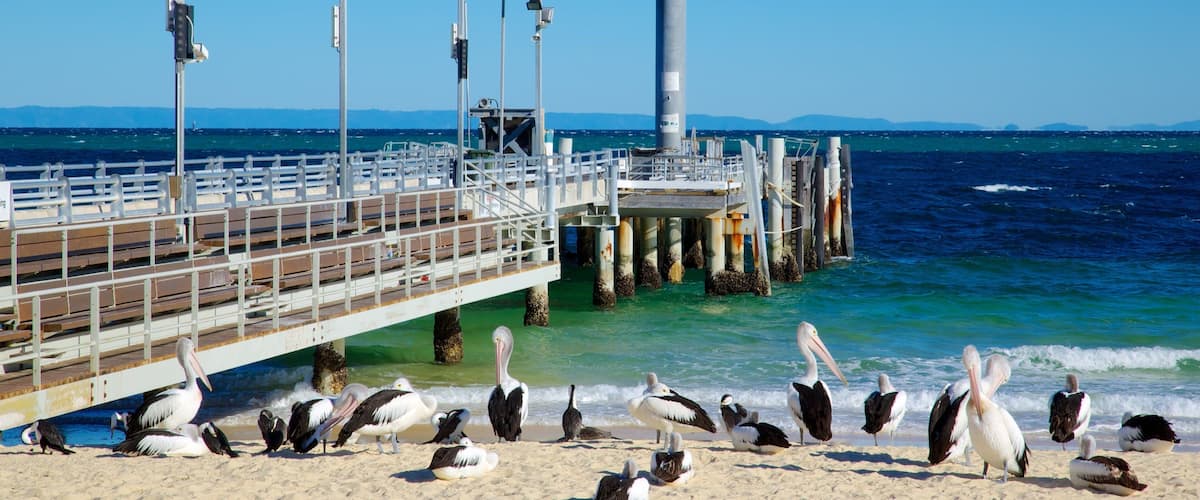 Moreton Island National Park showing bird life, a bay or harbor and a beach