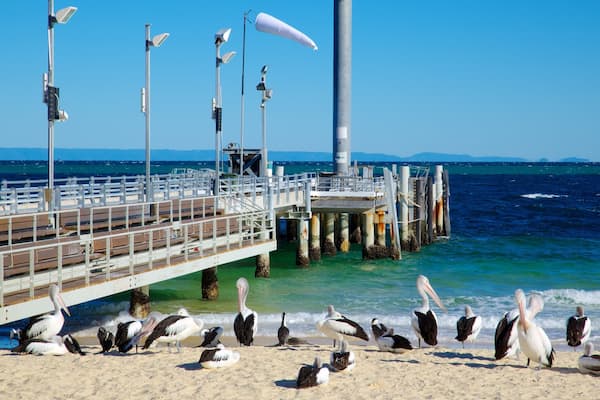 モートン島国立公園 どの含み 鳥, ビーチ と 湾岸あるいはハーバー