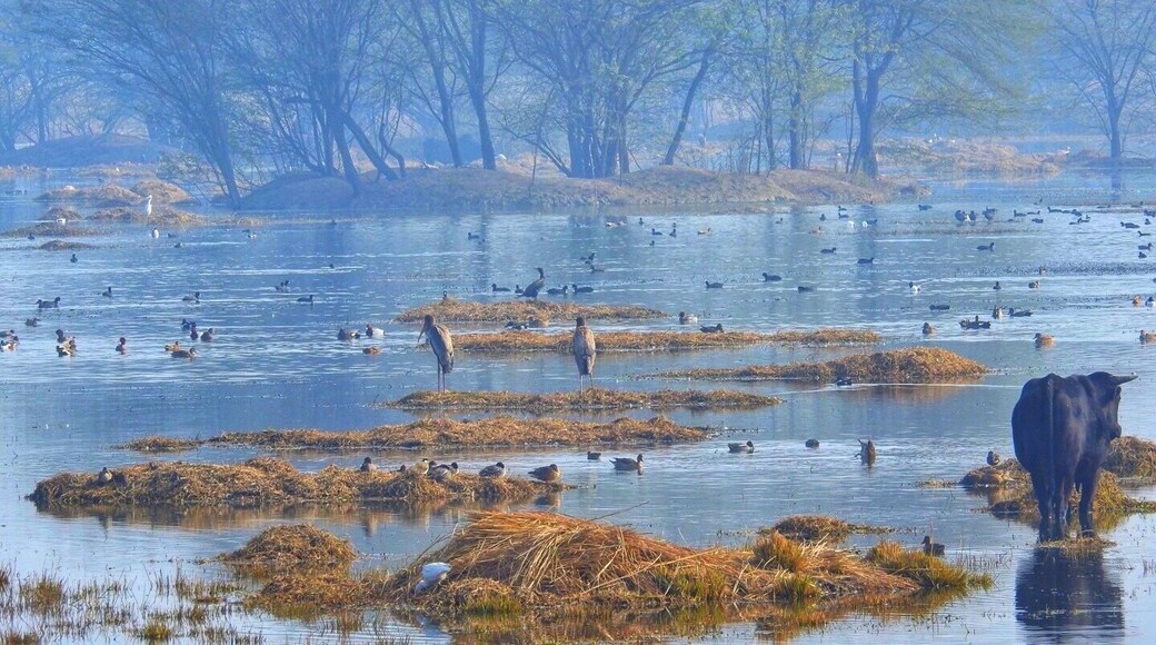 Bird Park opens at 7:30am, it's best to visit in winter during migration period in early morning or in afternoon before 4pm
#lifeatexpedia #india #park #outdoor #trovember