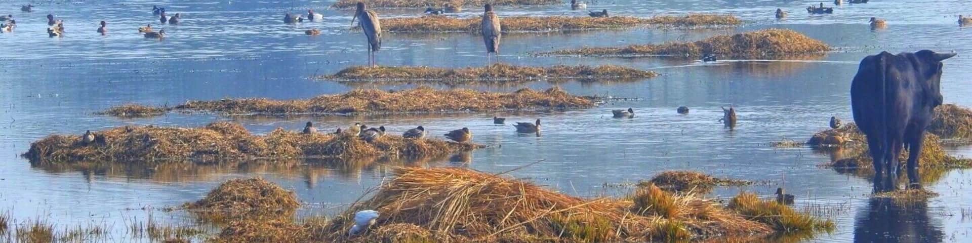 Bird Park opens at 7:30am, it's best to visit in winter during migration period in early morning or in afternoon before 4pm
#lifeatexpedia #india #park #outdoor #trovember