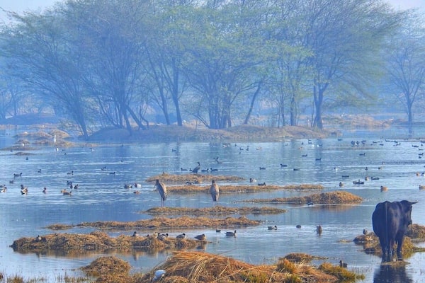 Bird Park opens at 7:30am, it's best to visit in winter during migration period in early morning or in afternoon before 4pm
#lifeatexpedia #india #park #outdoor #trovember
