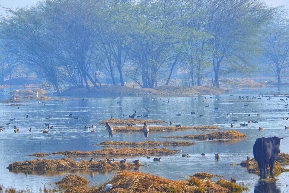 A wetland with waterfowl and a cow.