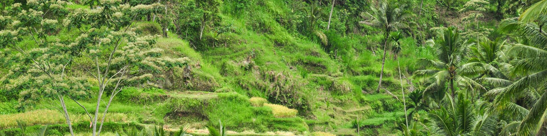 typical landscape of rice terraces near Ubud, Bali, Indonesia