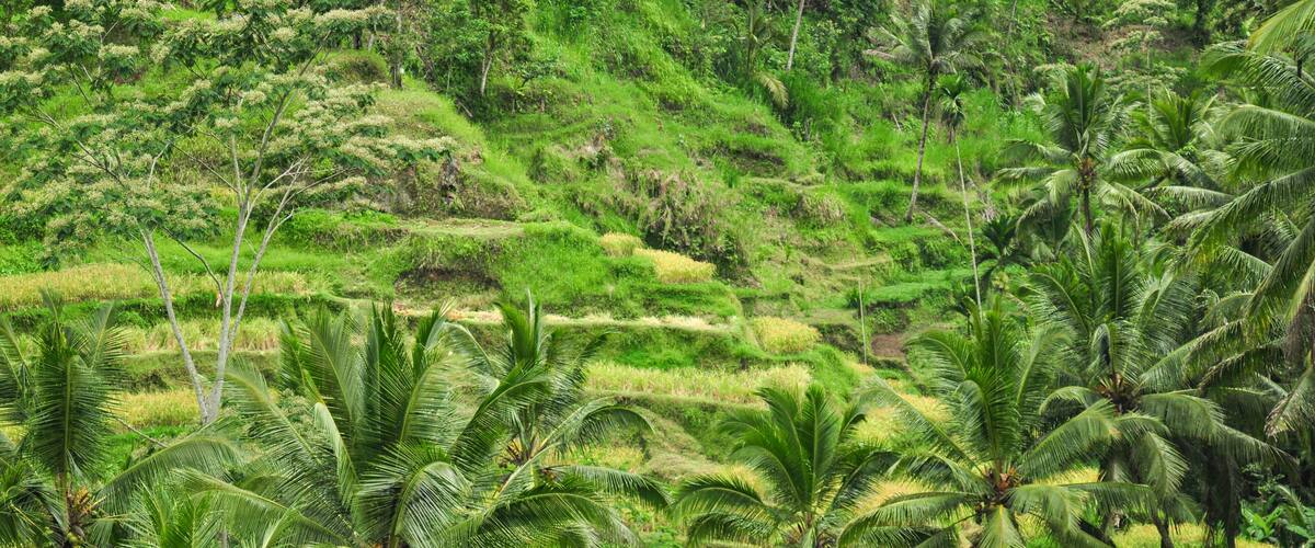 A lush green landscape with terraced rice fields and tall palm trees.