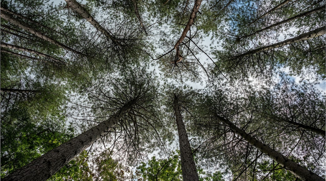 Low angle view over trees in the woods, Beringen, Belgium