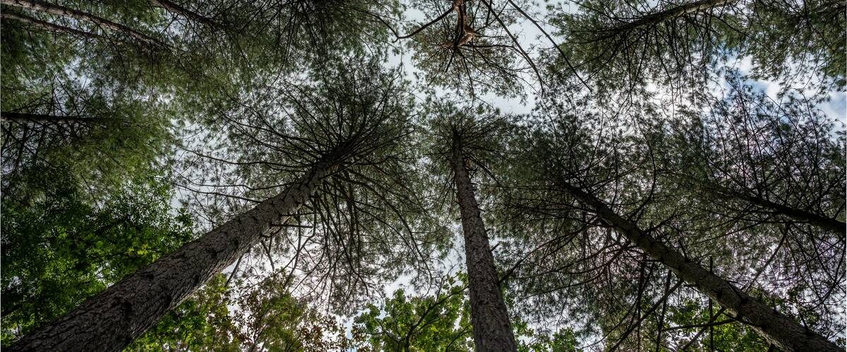 A forest with tall trees and a clear sky.