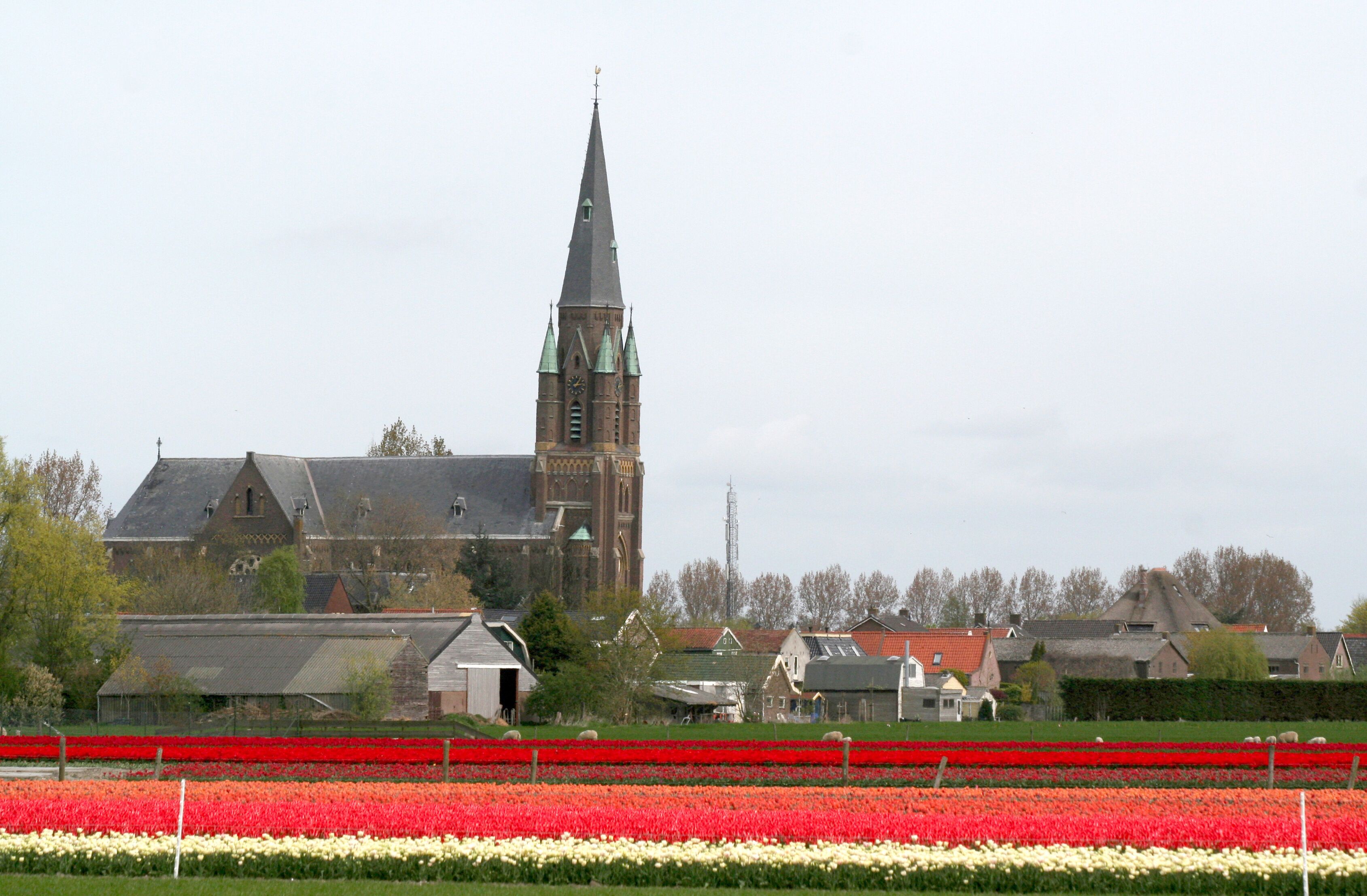 Sky-line of Wervershoof over bulb fields