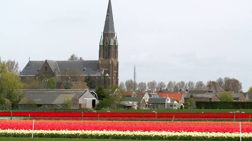 Sky-line of Wervershoof over bulb fields