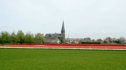 Sky-line of Wervershoof over bulb fields