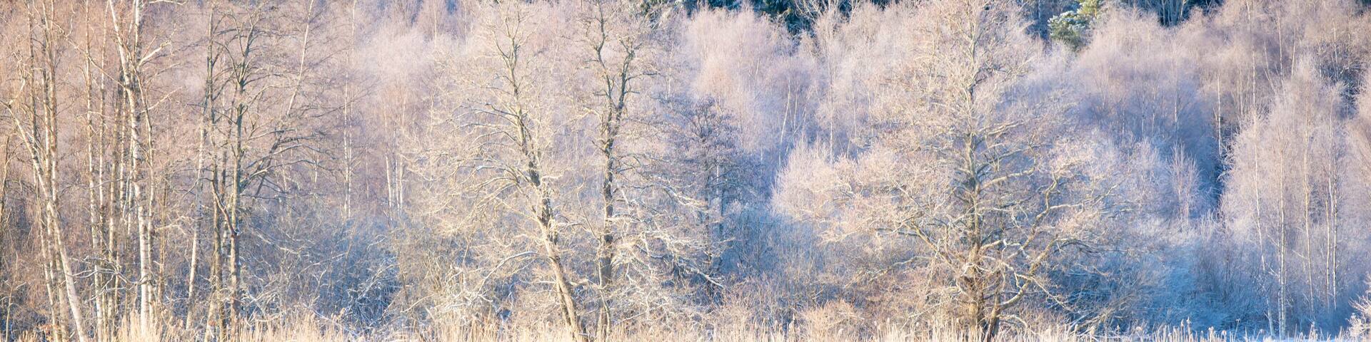 River in a cold winter landscape with snow and frost