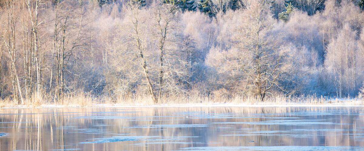 A frozen lake with bare trees in the background.