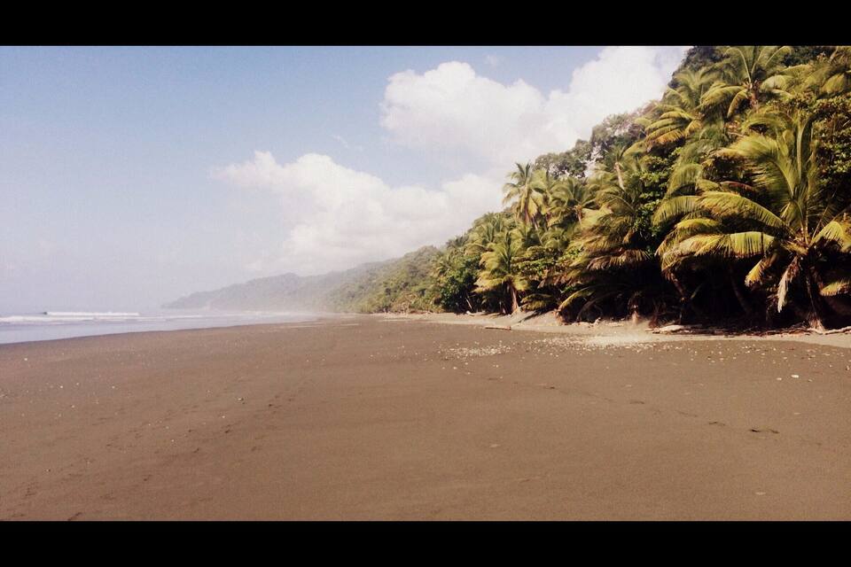 A beach with a dark sand shore, palm trees, and a clear sky.