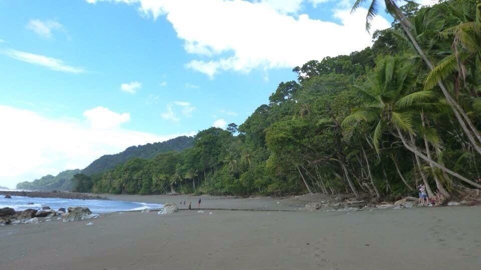 A beach with palm trees and a forested hill in the background.
