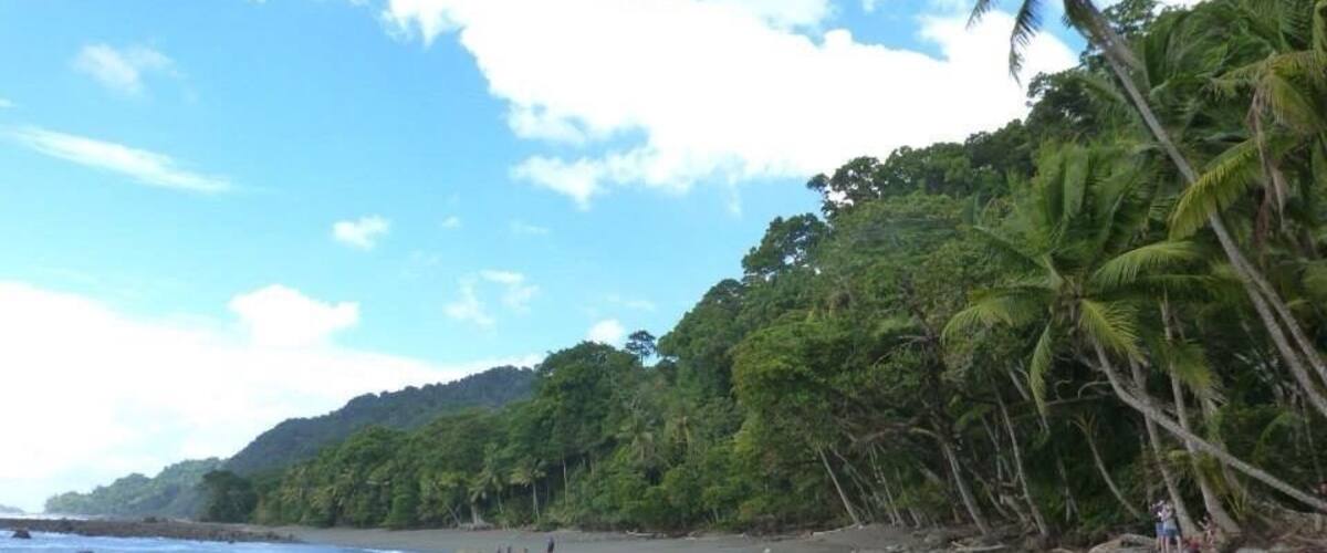 A beach with palm trees and a forested hill in the background.