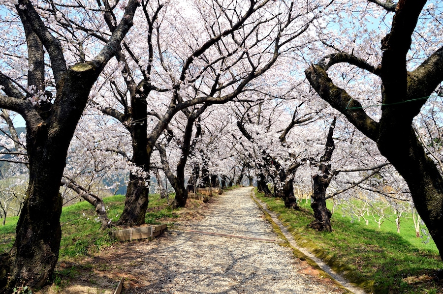 Cherry tree in YUZUKI-shrine/Japan Fukuoka-ken Asakura-city; Shutterstock ID 548309275