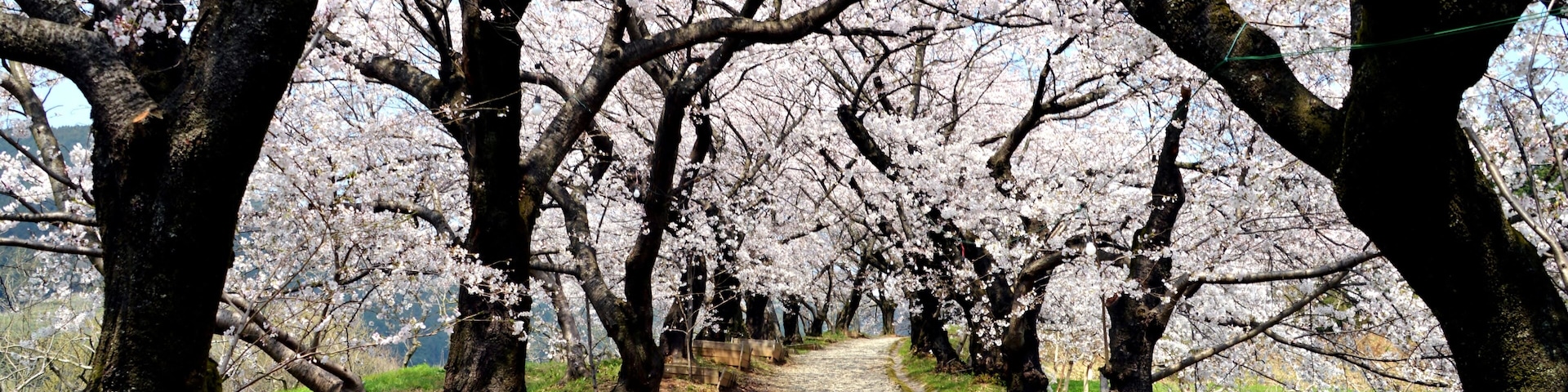 Cherry tree in YUZUKI-shrine/Japan Fukuoka-ken Asakura-city; Shutterstock ID 548309275