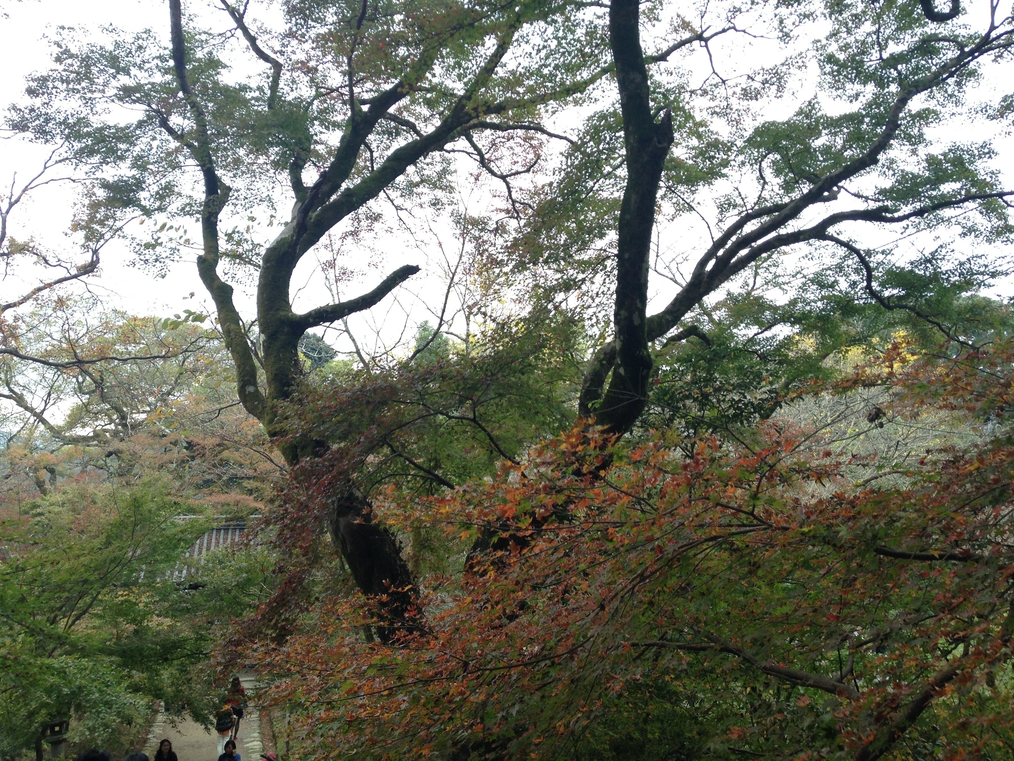 垂裕神社の参道より望む紅葉