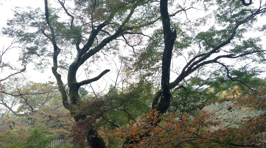 垂裕神社の参道より望む紅葉