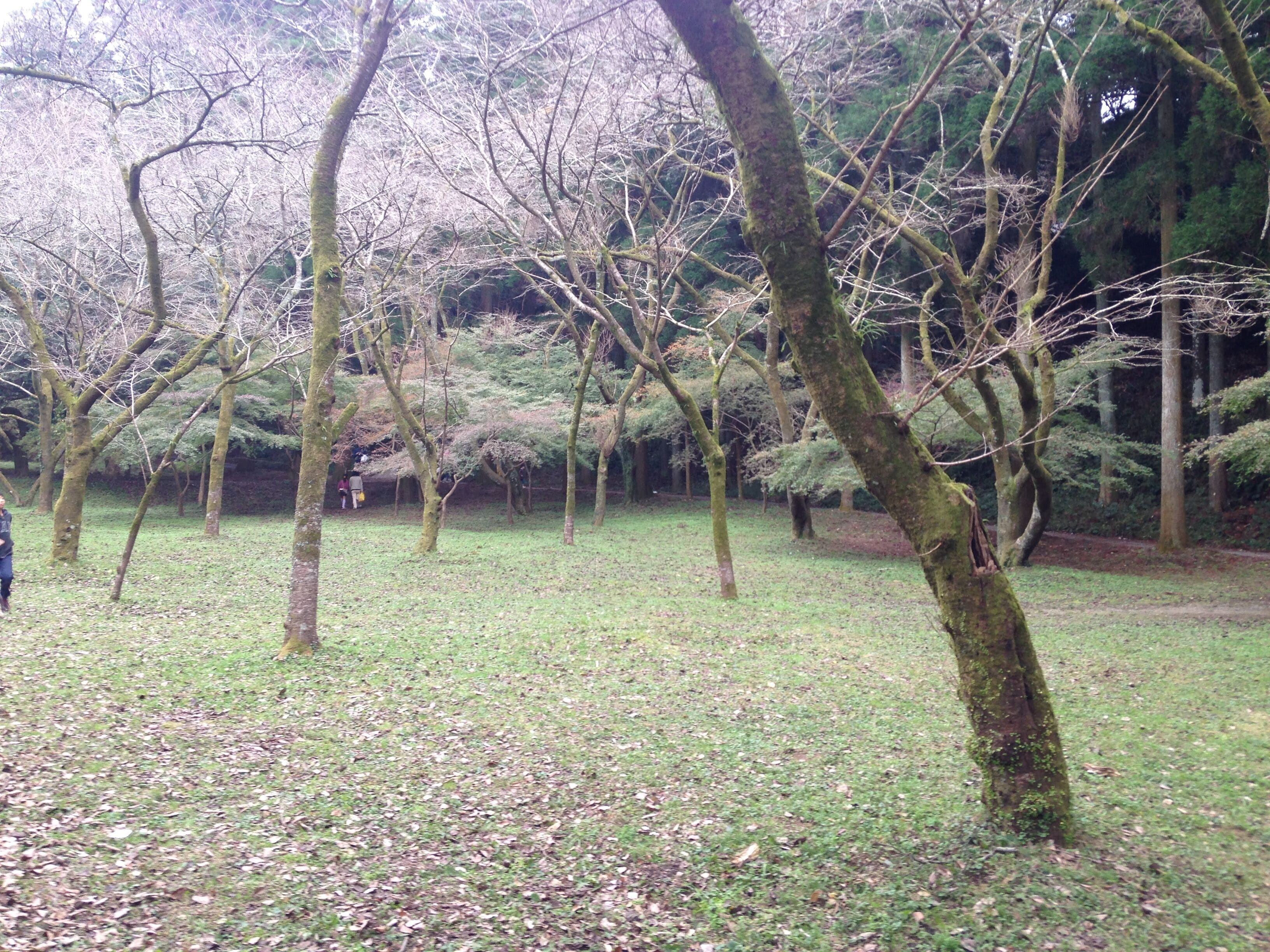 秋月城跡の木々