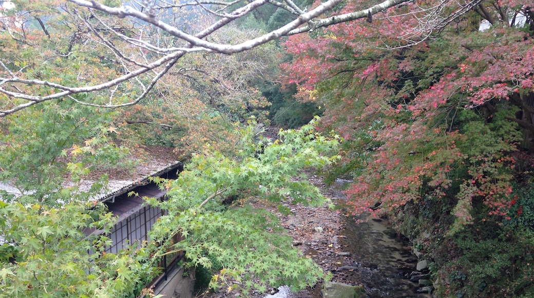秋月・野鳥橋より望む野鳥川(上流側)