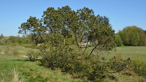 Impressionen aus dem Naturerlebnisraum "Posberg" in Süderlügum