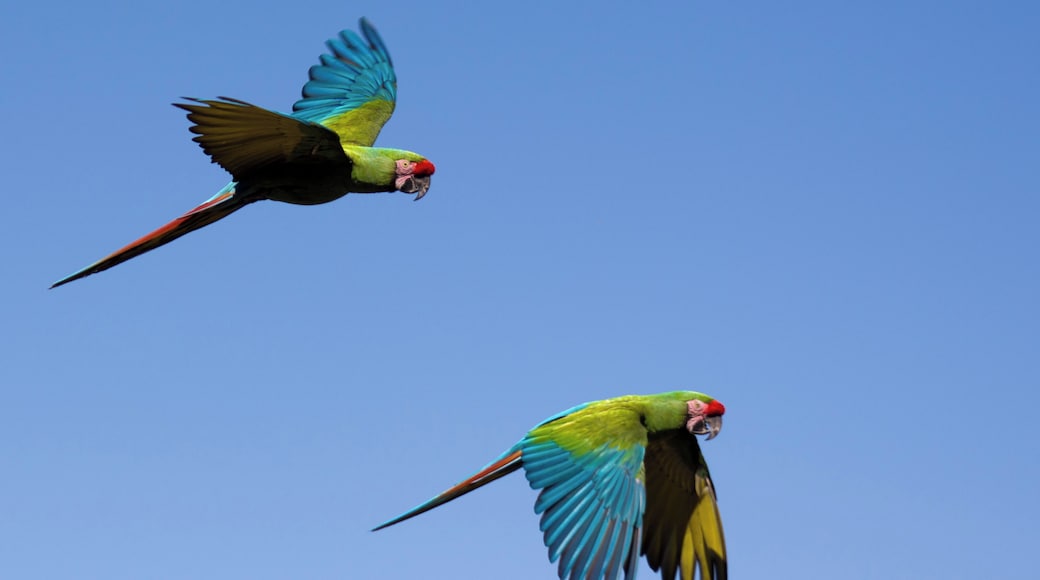 Perroquets en vol Flying parrots