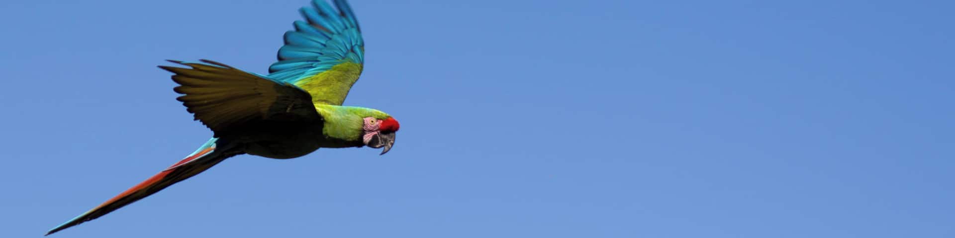 Perroquets en vol Flying parrots