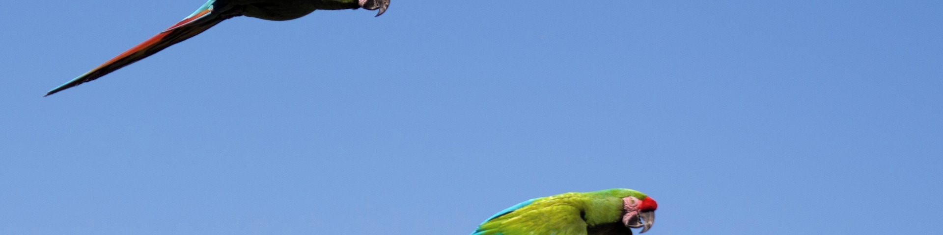 Perroquets en vol Flying parrots